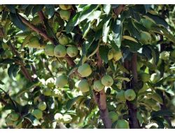 Pervari, Bodur Meyvecilik Merkezi Olma Yolunda