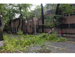 Fırtınanın Devirdiği Asırlık Çınar Ağacı, Yolu Trafiğe Kapattı