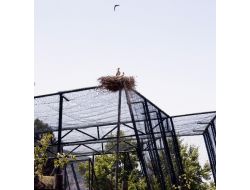 Bunlarda Hayvanat Bahçesinin Özgür Misafirleri