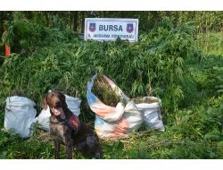 Bursa'da Uyuşturucu Operasyonu