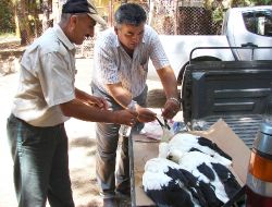 Yavru Leyleklere Milli Parklar Mühendisliği Sahip Çıktı