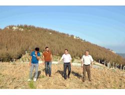 Doludan Zarar Gören Alanlar Tekrar Ağaçlandırılacak