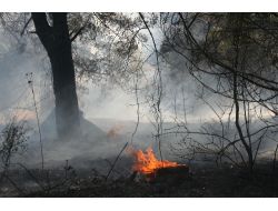 Hatay'da büyük orman yangını
