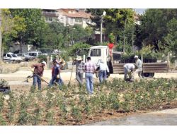 Karaman'da Mezarlığa 10 Bin Gül Ekildi