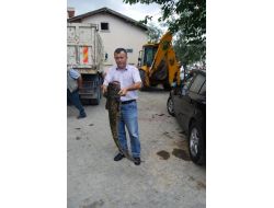 20 Kiloluk Yayın Balığını Elleriyle Yakaladı