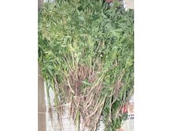 Karacabey'de Uyuşturucu Operasyonu