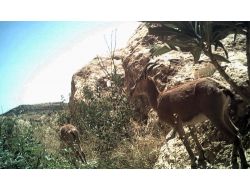 Cudi Dağı'nda Vahşi Hayat Görüntüleniyor