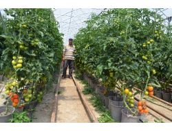 Sarıkaya’da Topraksız Serada Yıllık 350 Ton Domates Üretiliyor