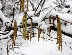 Kar Fındık Üreticisinin Yüzünü Güldürdü
