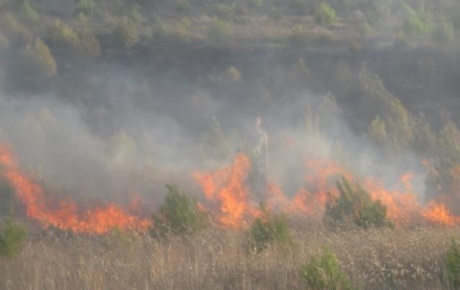 Beykoz'da orman yangını