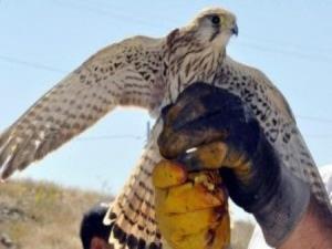 O kuş İsrail ajanı mı?