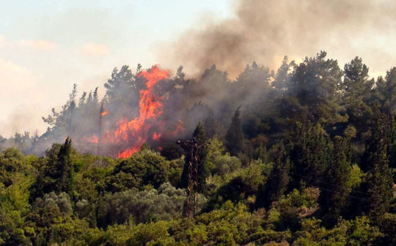 Cudi'de ağaçlık alanda yangın