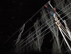 Tedaş Ekipleri, Zorlu Tipi Altında Elektrik Kesintilerini Onarıyor