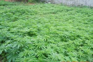 Hint kenevirleri imha edildi