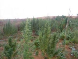 Uyuşturucu Tacirleri Polisle Yarışıyor