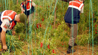 Biber Serasında Esrar