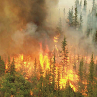 Bursa'da orman yangını