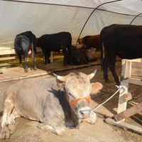 İstanbul'da kurban bayramı seferberliği