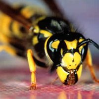 Eşekarısı saldırısı: 42 ölü