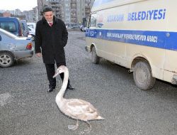 Yavru Kuğuya Belediye Şefkati