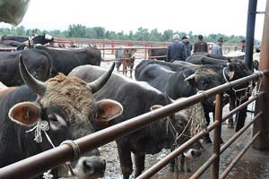 Kurbanlıklara ne kadar harcandı?