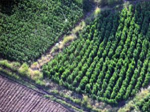 Diyarbakır'da Esrara BDP Koruması