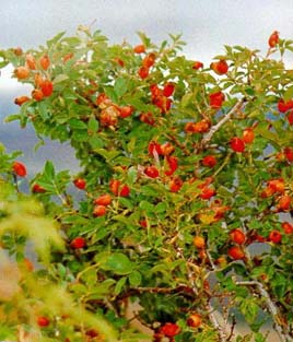 Kuşburnu C vitamini zengini