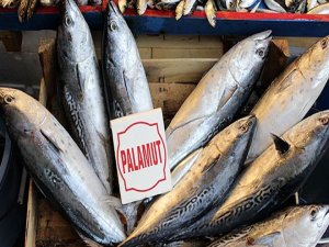 Palamut fiyatları el yakıyor!