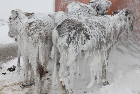 Siverek'te eşekler buz tuttu!