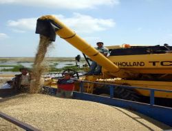 TMO, Piyasaya 132 Bin Ton Buğday Sürüyor!..