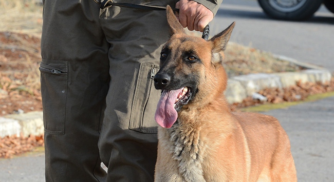 Bu köpekler suçlulara göz açtırmıyor
