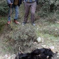 Kurtlar köylüleri canından bezdirdi