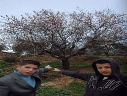 Badem Ağaçlarının Kış Ortasında Çiçek Açması Çiftçileri Endişelendiriyor