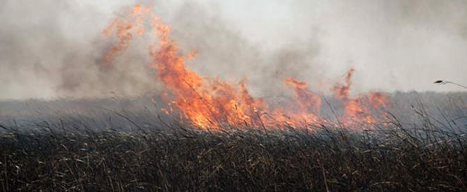 Kuş Cenneti'nde yangın