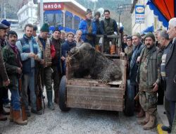 Avcılar 200 Kiloluk Domuz Avladı!!