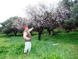 Bademler Kış Ortasında Çiçek Açtı