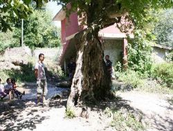 Gövdesi Yarım Çınar Ağacı İlgi Odağı Oldu!