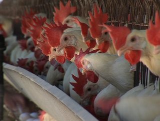 Kuş gribi Güney Kore'de yeniden görüldü