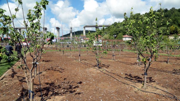 İstanbul'un en büyük meyve bahçesi açıldı