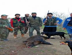 Belen'deki Sürek Avında 6 Yaban Domuzu Öldürüldü