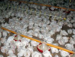 Tavukçulardan Rahatlatan Açıklama: Bizim İçin Rusya Değil, İç Piyasa Öncelikli, Büyük Zamlar Olmayacak!