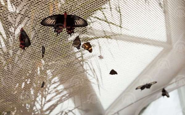 Bozkırın içindeki "tropikal" cennet
