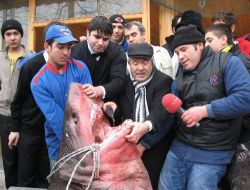 Köpek Balıkları, Balıkçı Tezgahına Çıktı