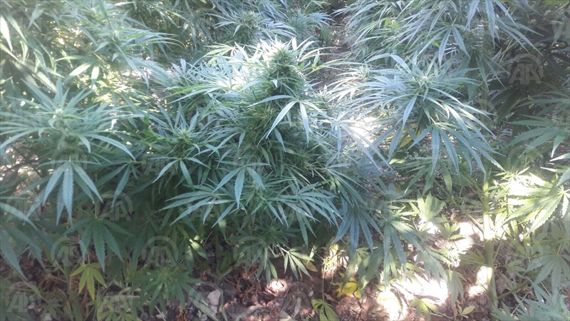 Ankara polisinden "drone"lu uyuşturucu operasyonu