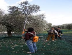 Sırıkla Zeytin Toplama Yağ Kalitesini Düşürüyor