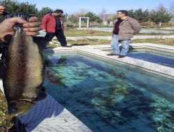 Prof. Dr. Aras: Alabalık Üretimi De Teşvik Kapsamına Alınmalı