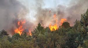 Muğla'da orman yangını