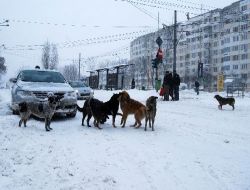 Romanya Kar ve Fırtınaya Teslim Oldu!