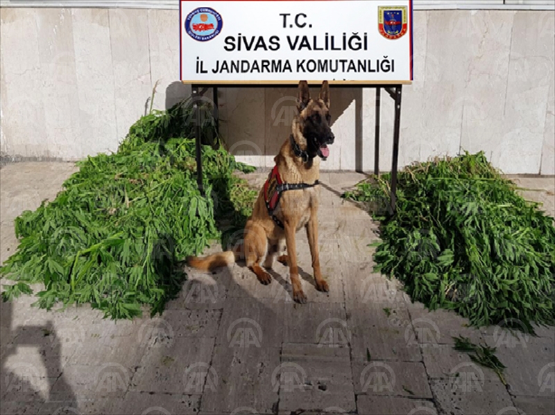 Sivas'ta kenevir operasyonu