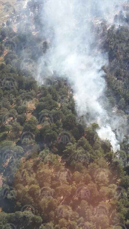 Nallıhan'daki orman yangını